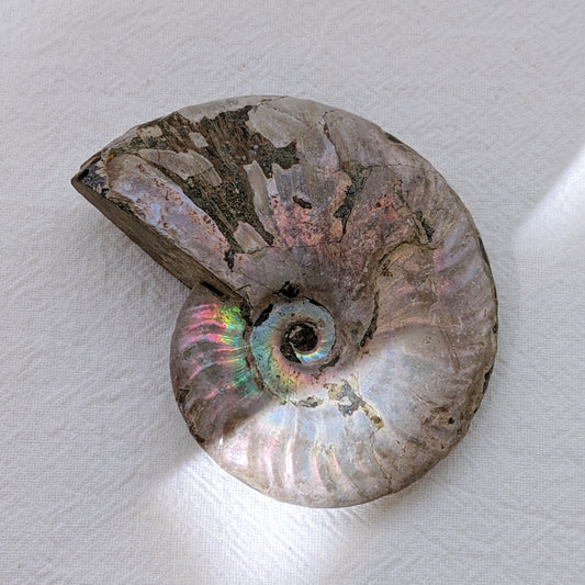 [AN01] Raw Ammonite 斑彩螺
