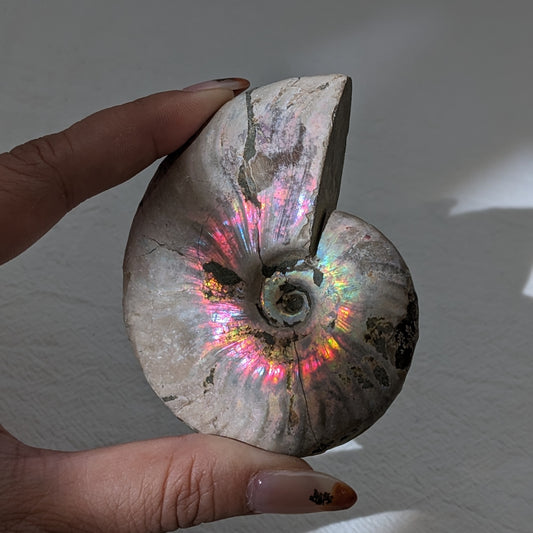 [AN01] Raw Ammonite 斑彩螺