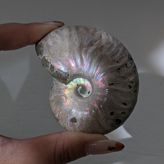 [AN02] Raw Ammonite 斑彩螺