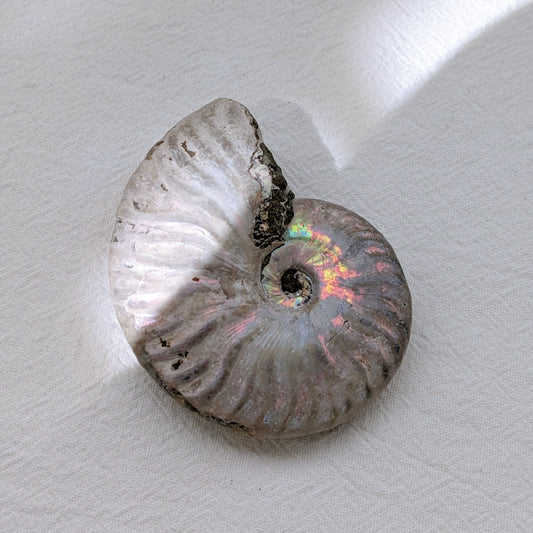 [AN02] Raw Ammonite 斑彩螺