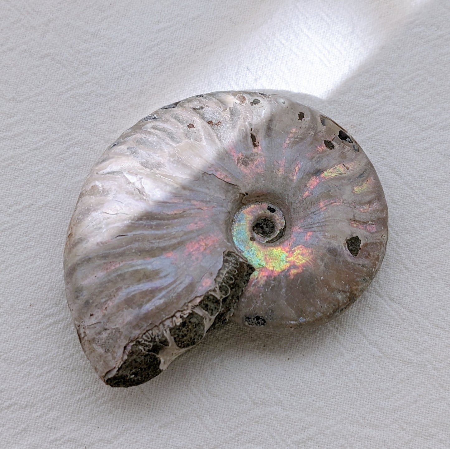 [AN02] Raw Ammonite 斑彩螺